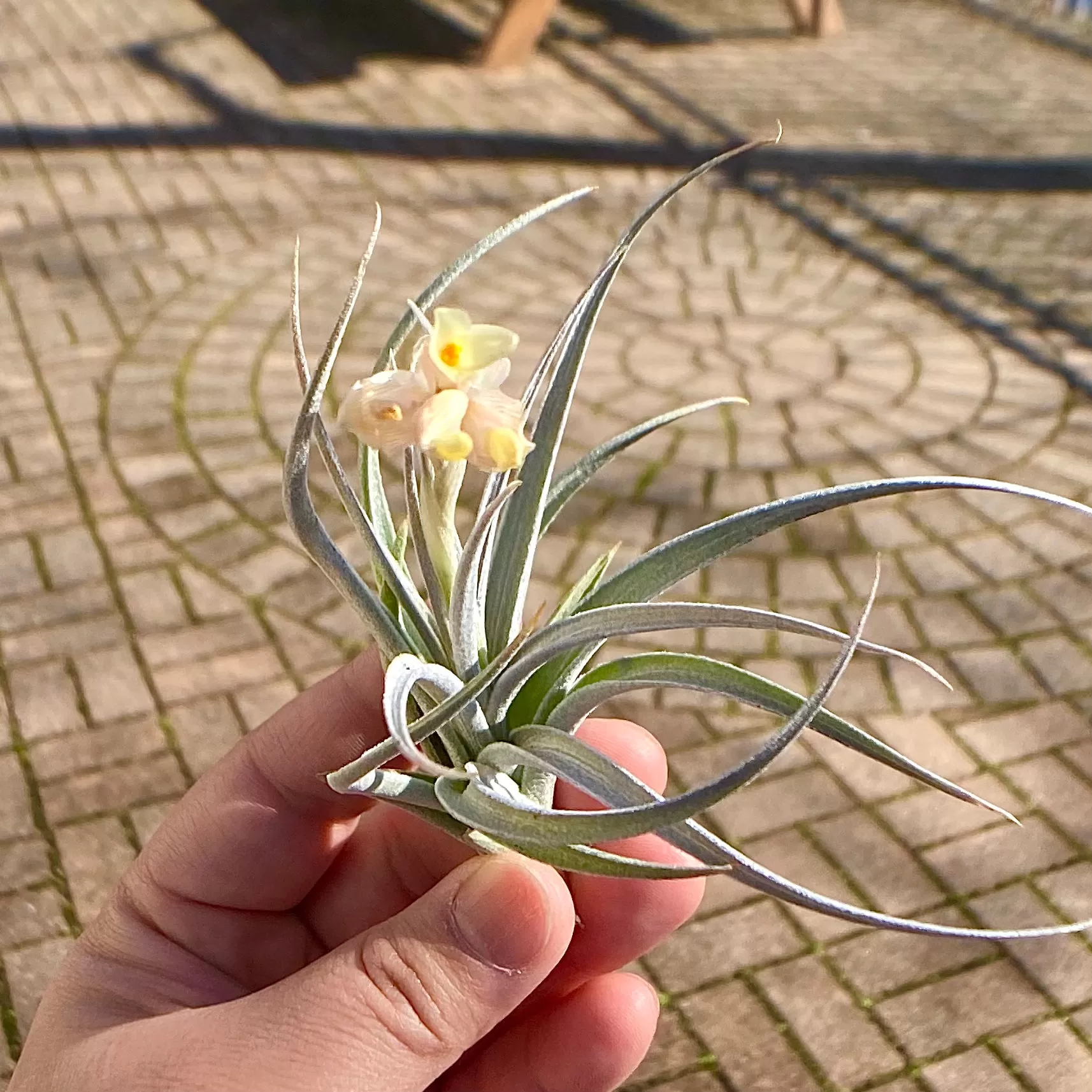 Air Plant Flower Bouquet