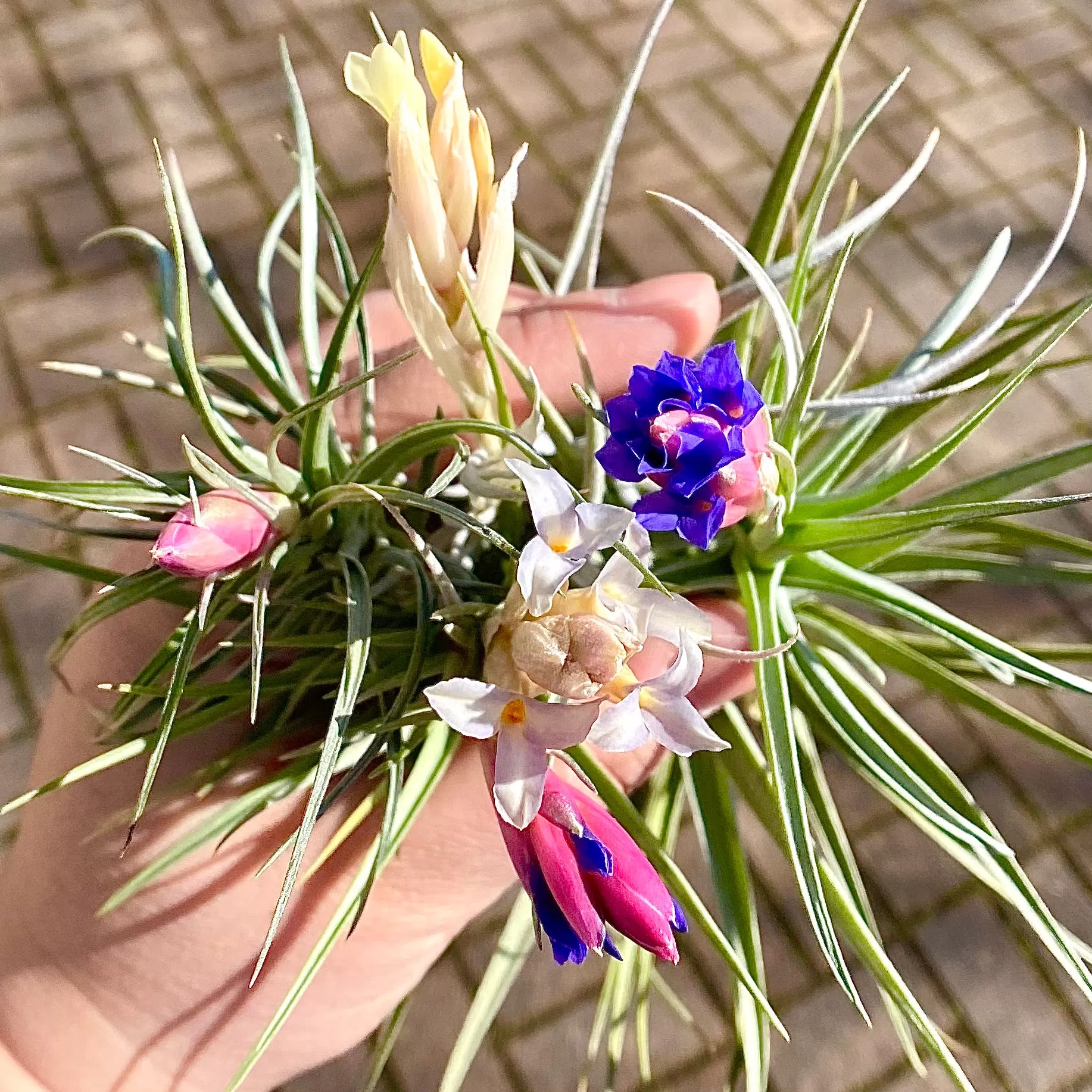 Air Plant Flower Bouquet