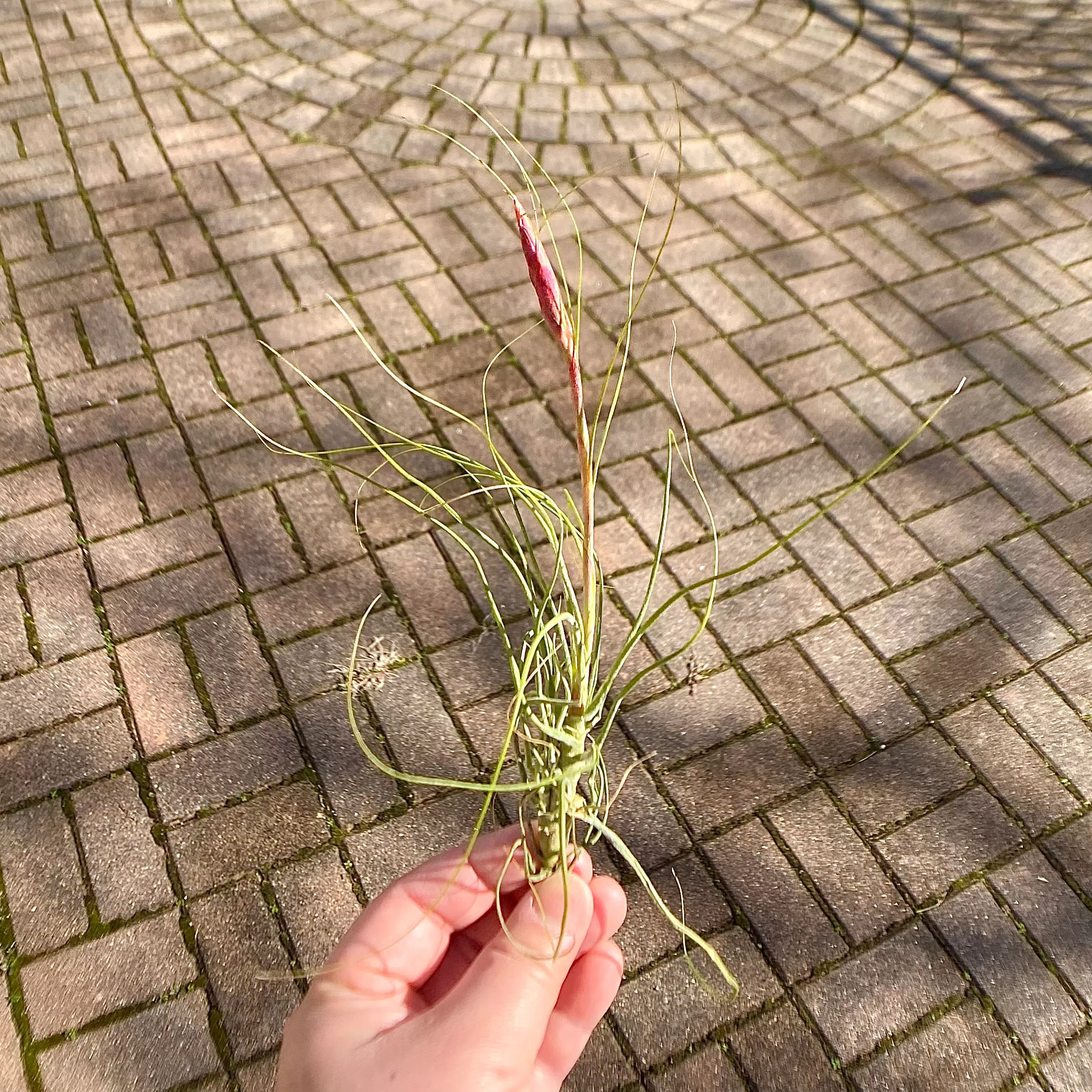 Air Plant Flower Bouquet