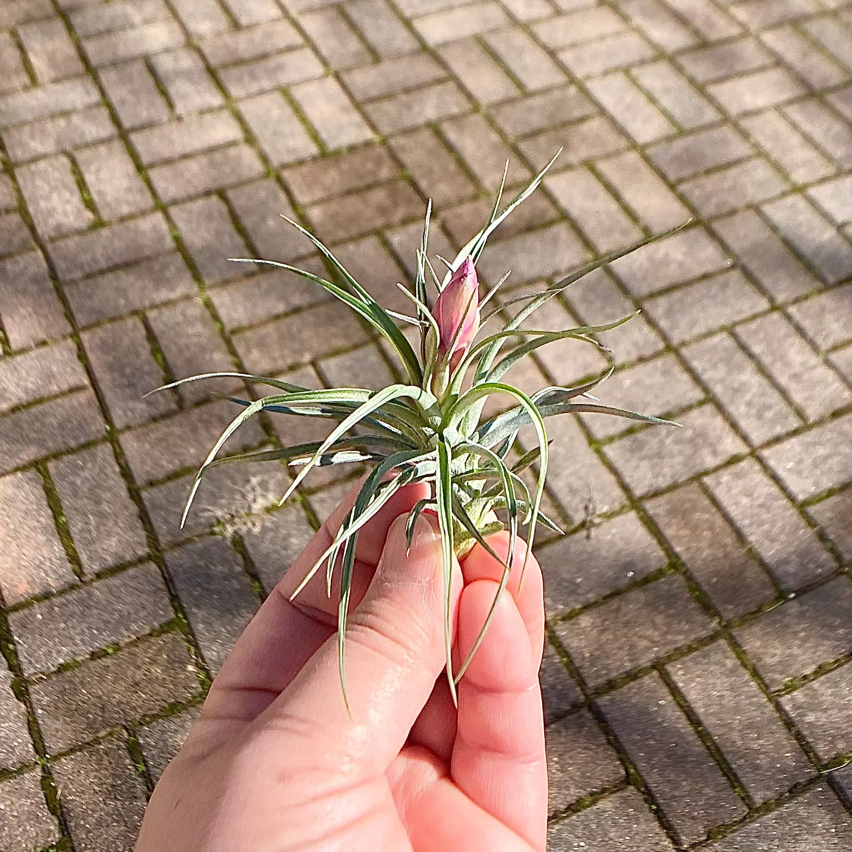 Air Plant Flower Bouquet