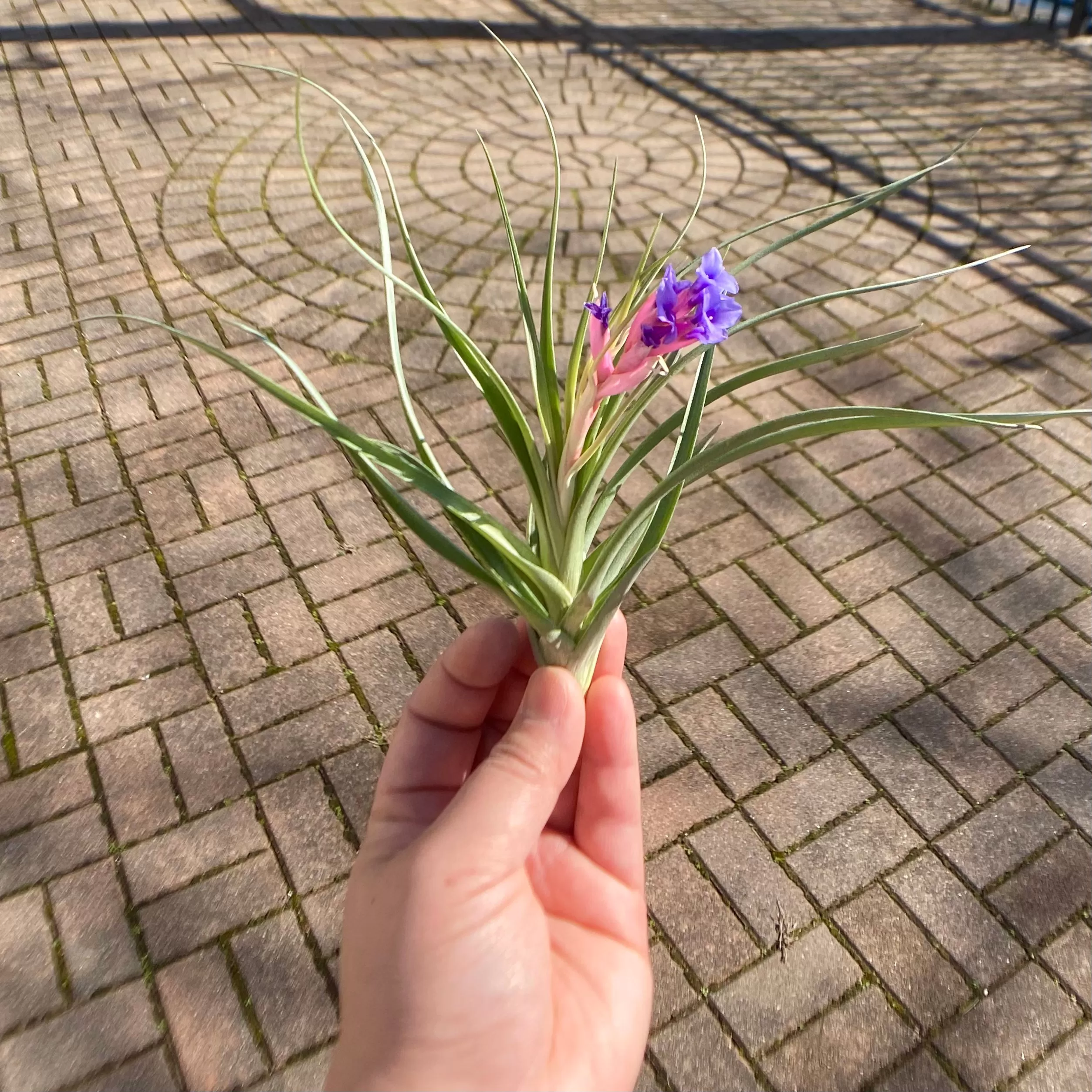 Air Plant Flower Bouquet