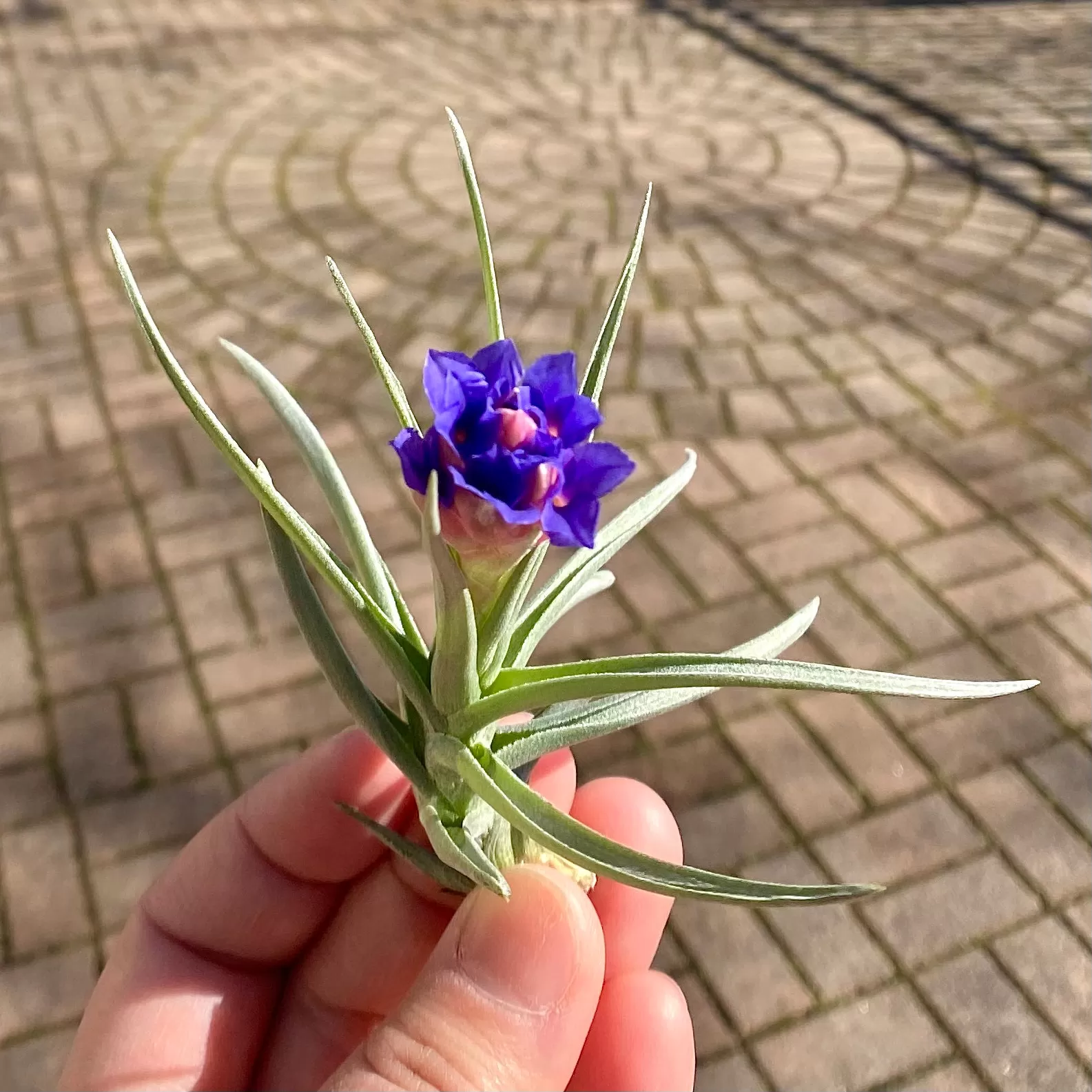 Air Plant Flower Bouquet