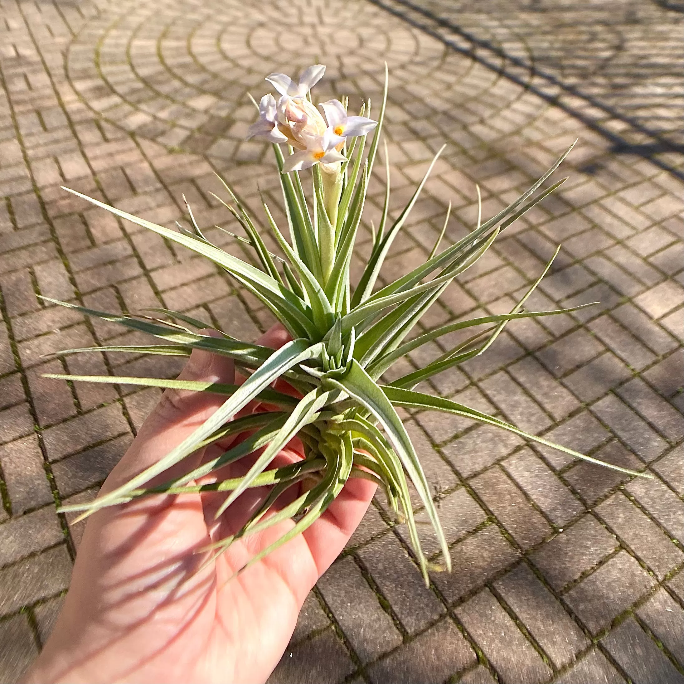 Air Plant Flower Bouquet