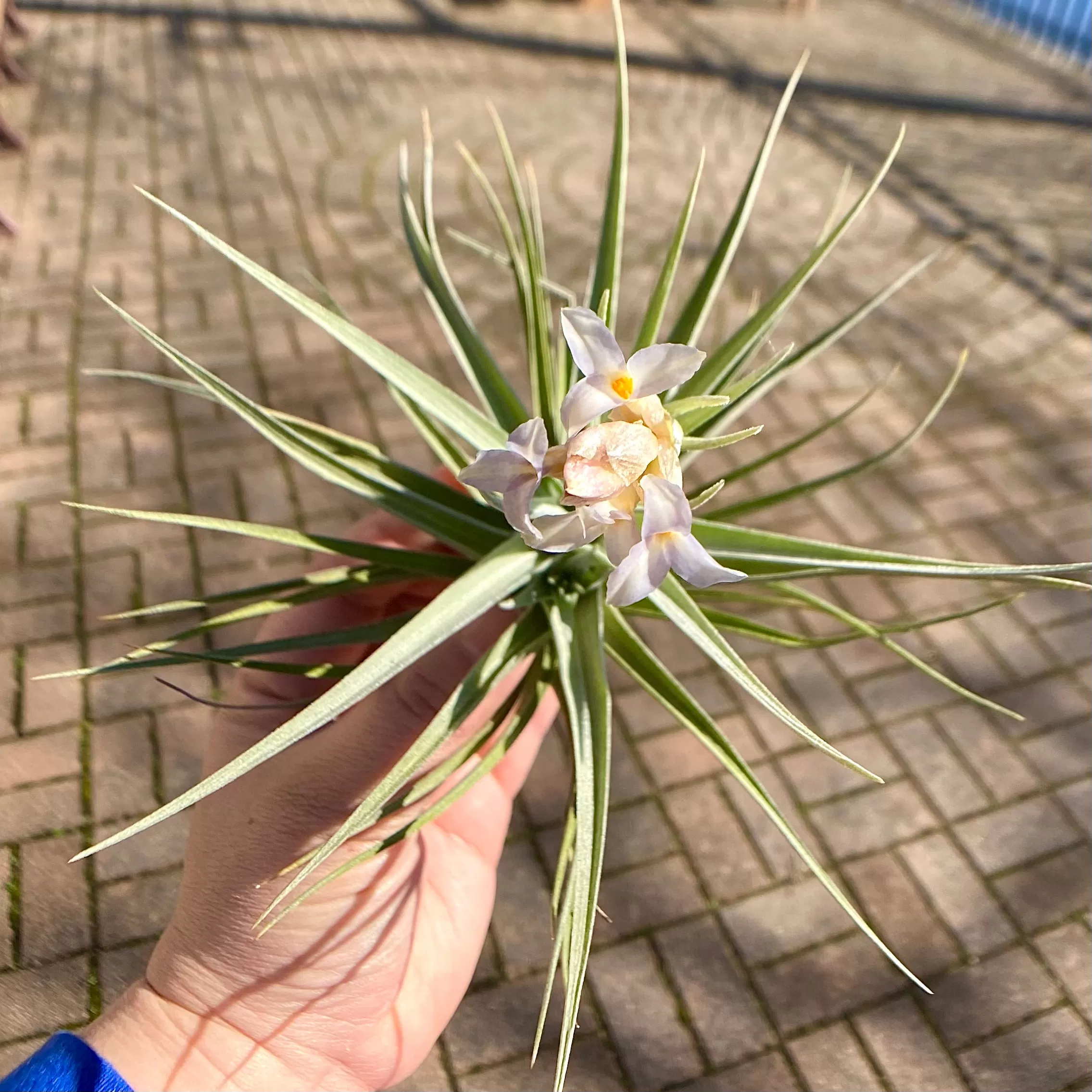 Air Plant Flower Bouquet