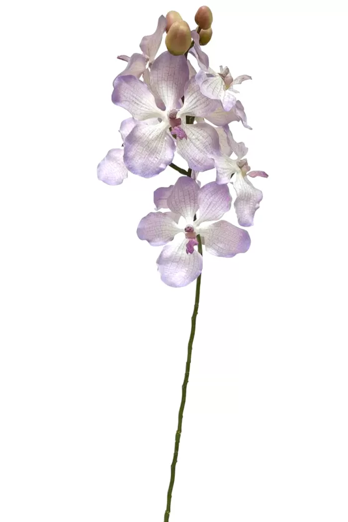 Dendrobium Orchid Spray