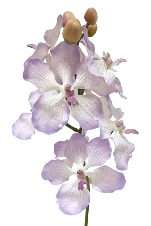 Dendrobium Orchid Spray