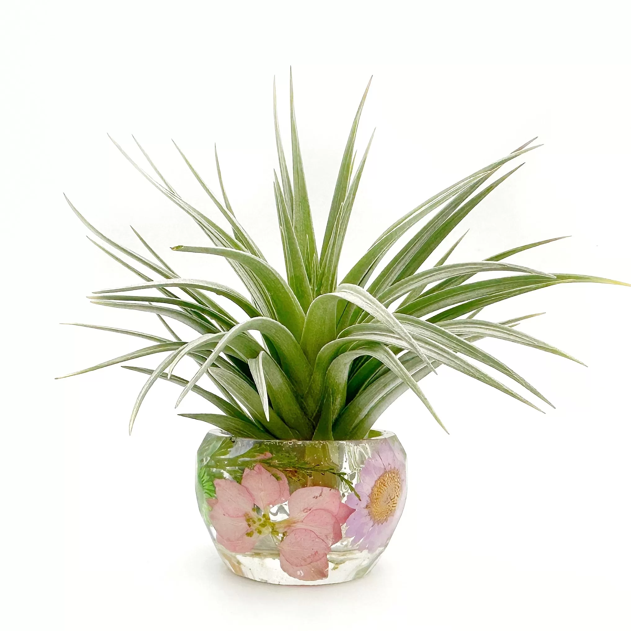 Pressed Flower Holder   Air Plant - BG 139