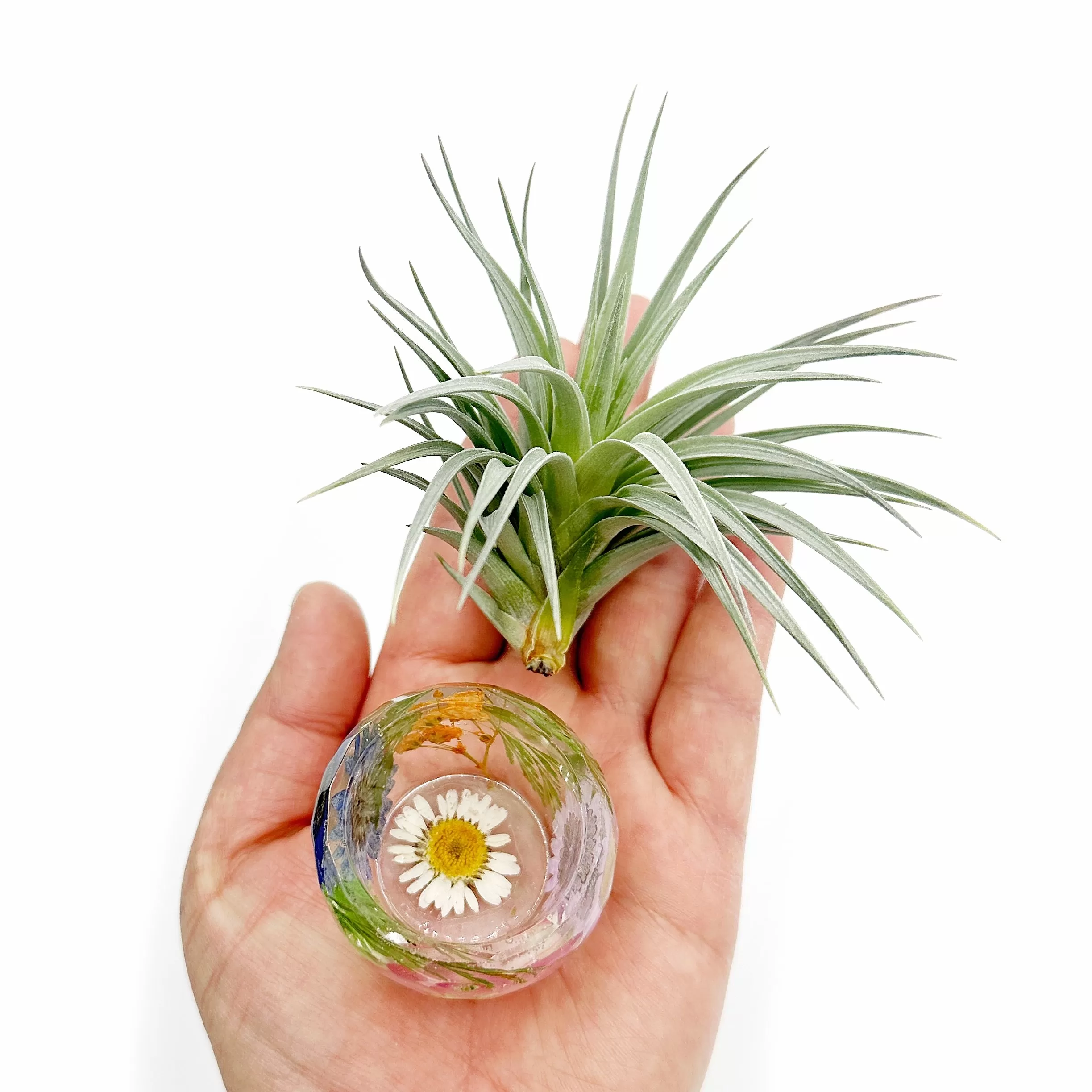 Pressed Flower Holder   Air Plant - BG 139